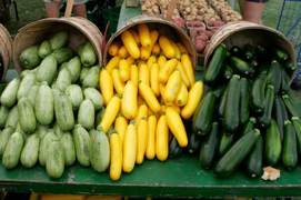 Squash Variety