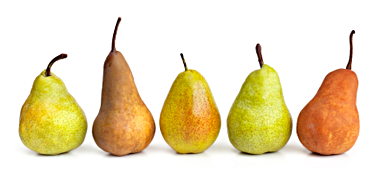 Pear Variety