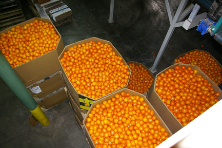 Fresh California Navel Bins for Export